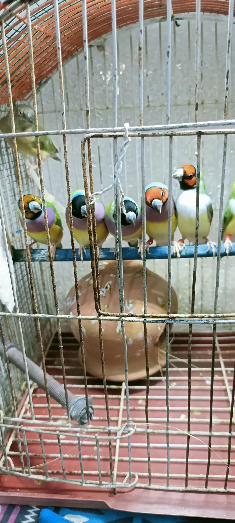 Gouldian finch — photo 4