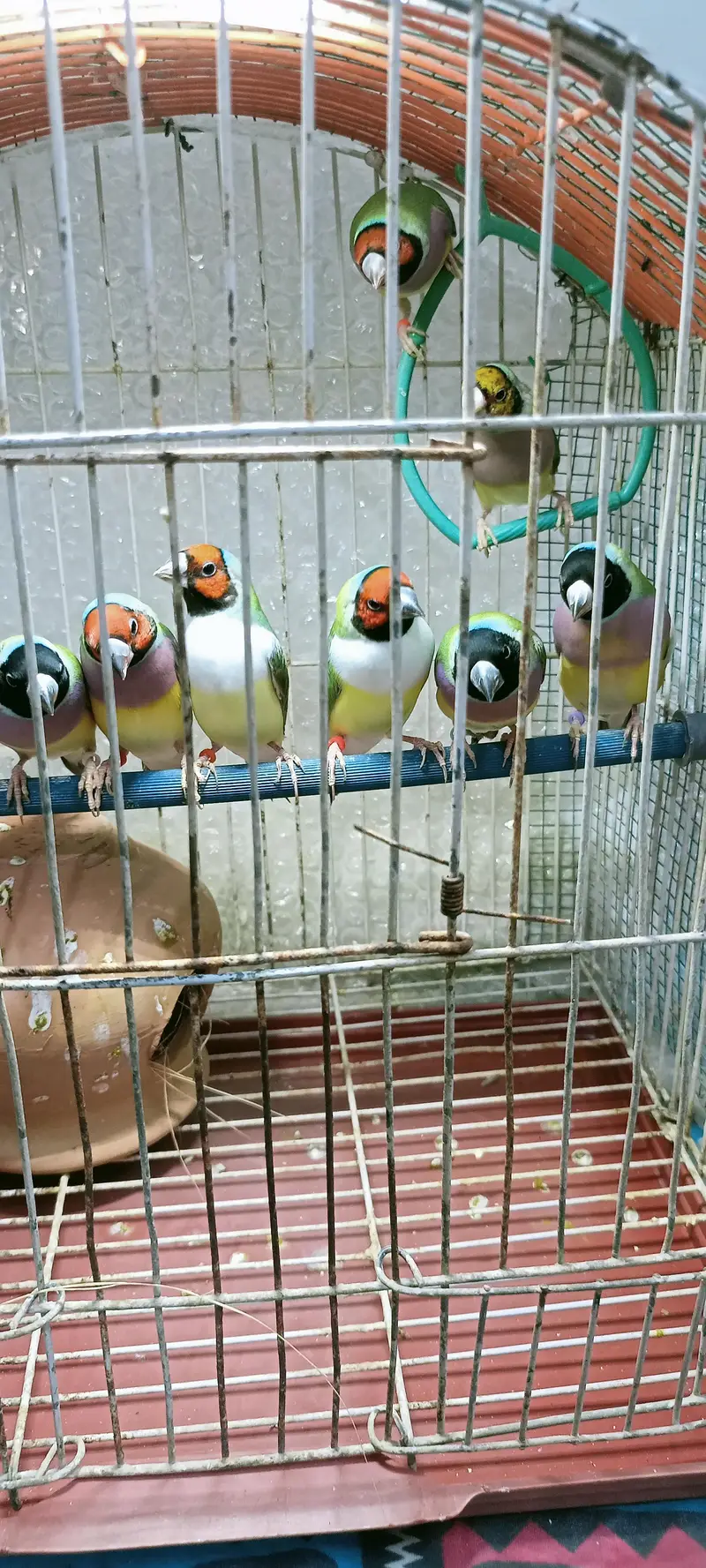 Gouldian finch — photo 5