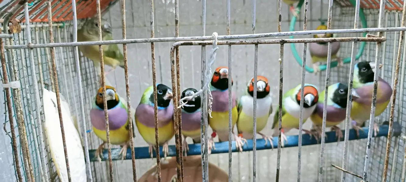 Gouldian finch — photo 6