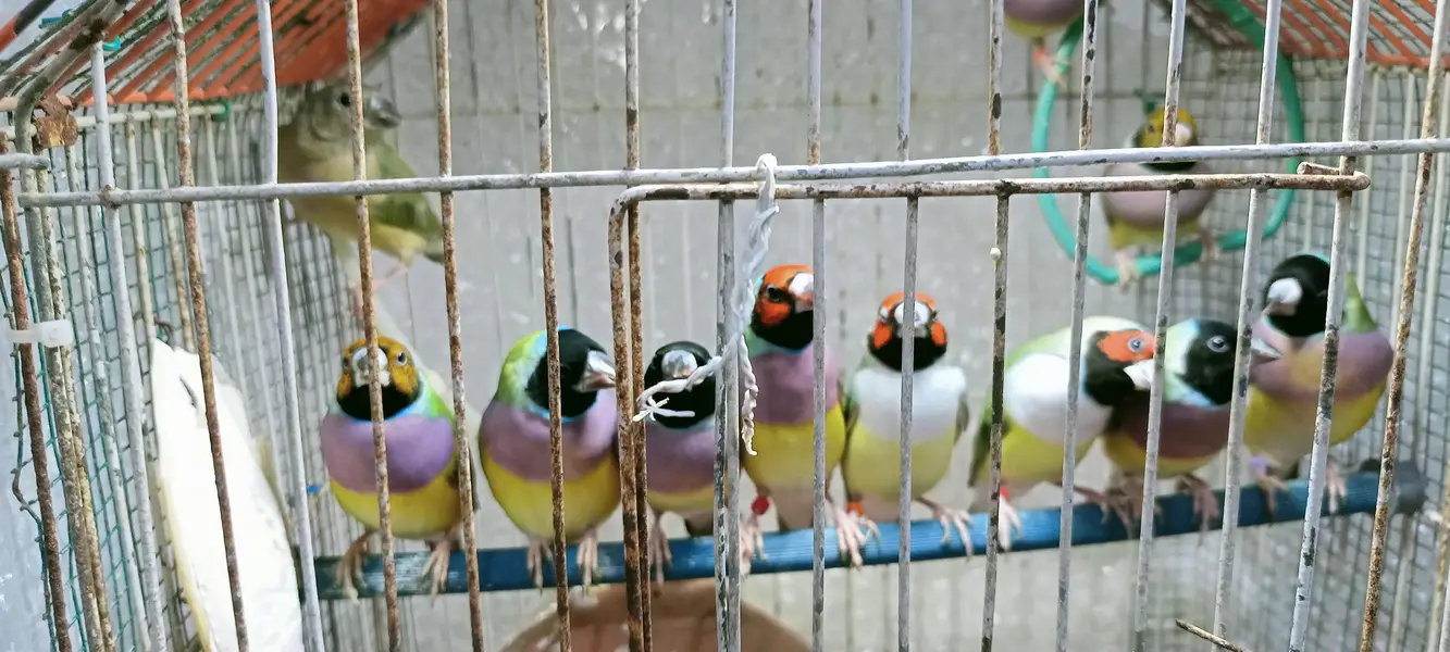 Gouldian finch — photo 7