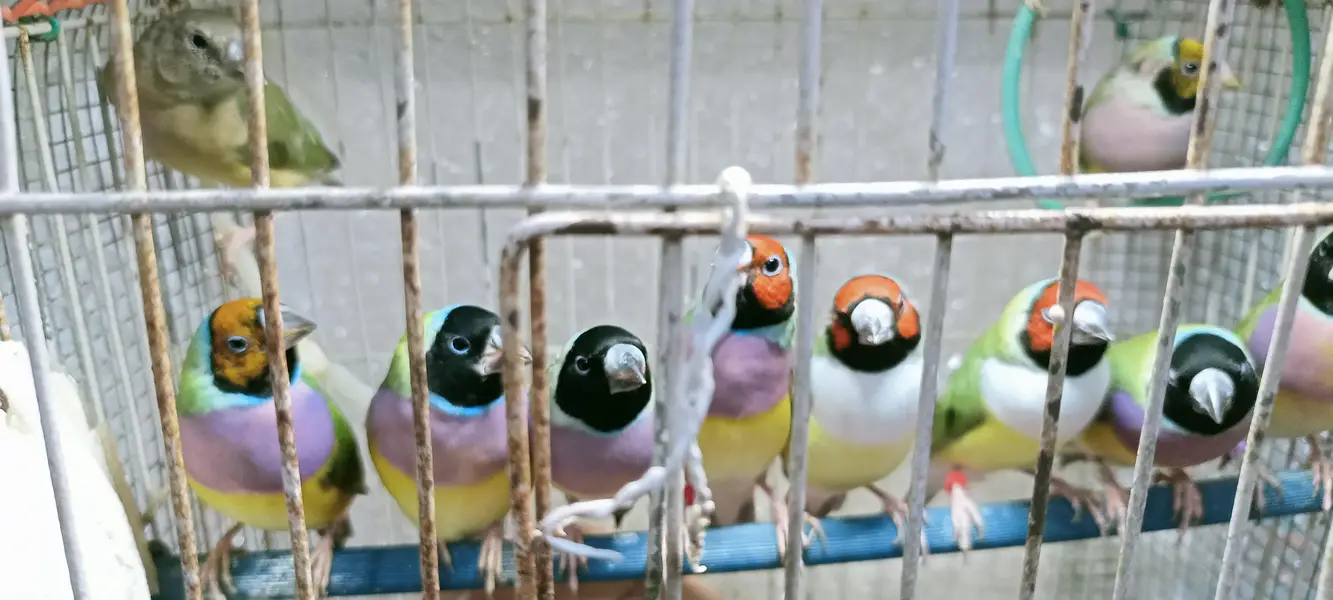Gouldian finch — photo 8