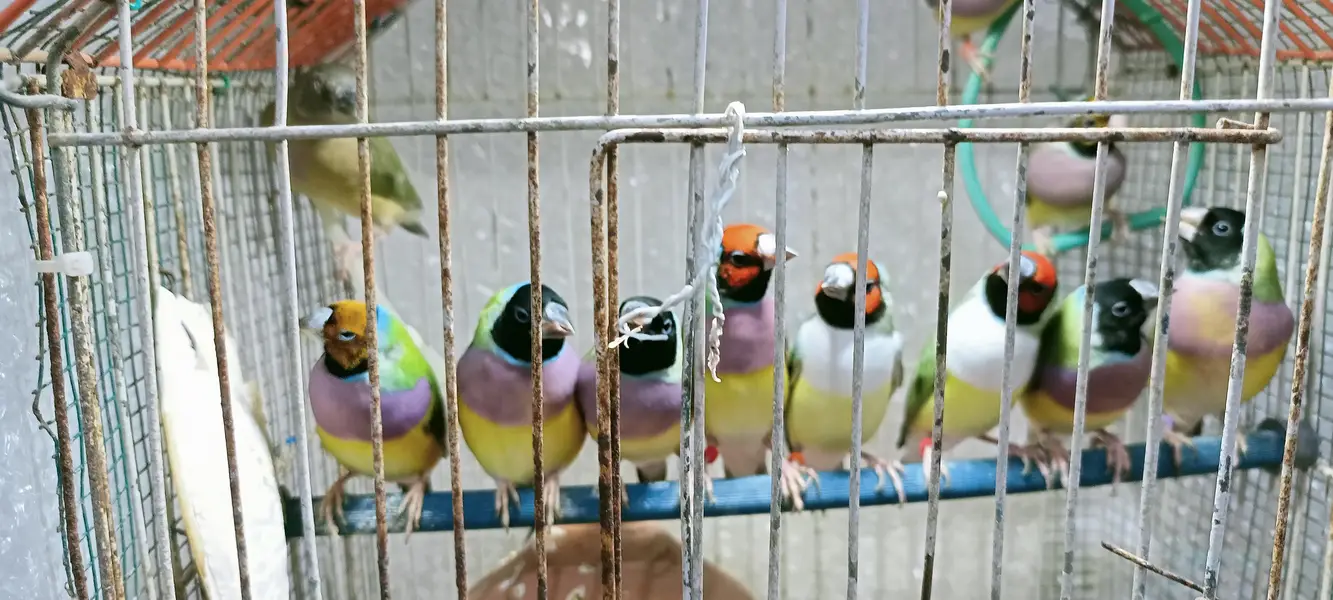 Gouldian finch — photo 9