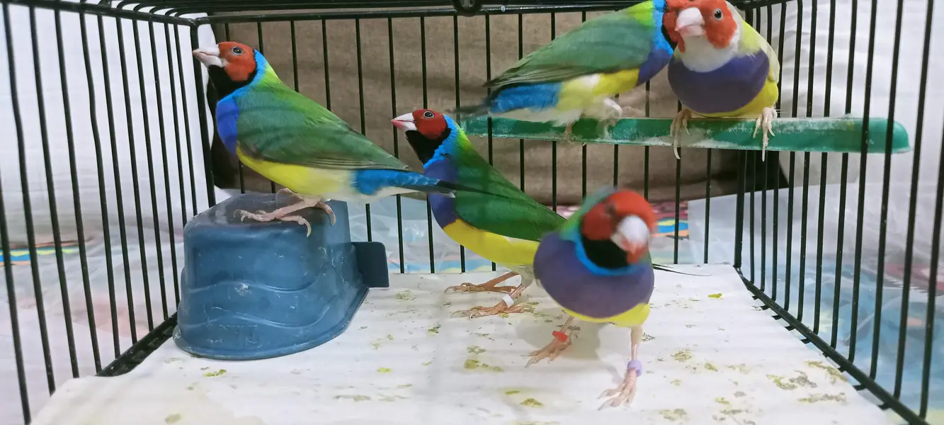 Gouldian finch — photo 10