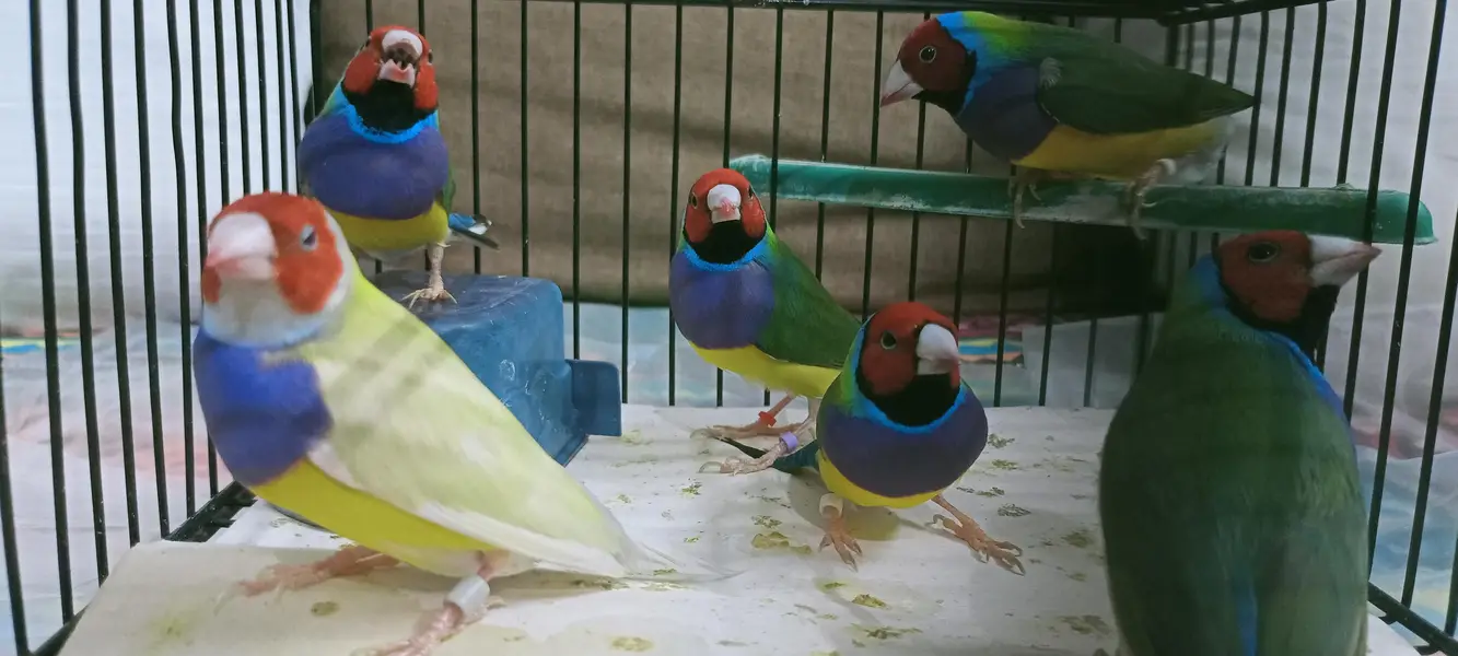 Gouldian finch — photo 11