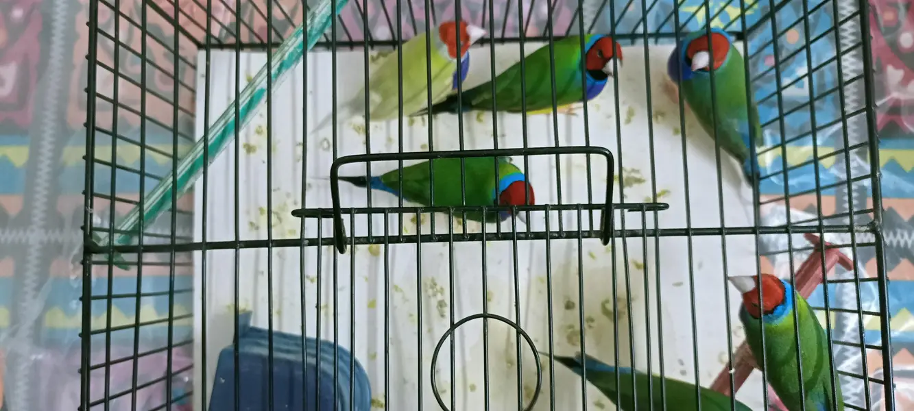 Gouldian finch — photo 12