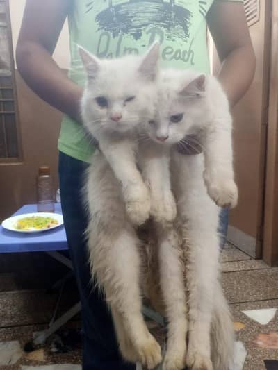 Persian cat