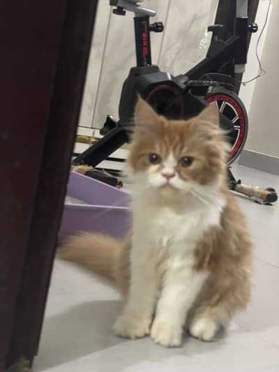 Vaccinated Persian Kitten for Sale - With Full Accessories