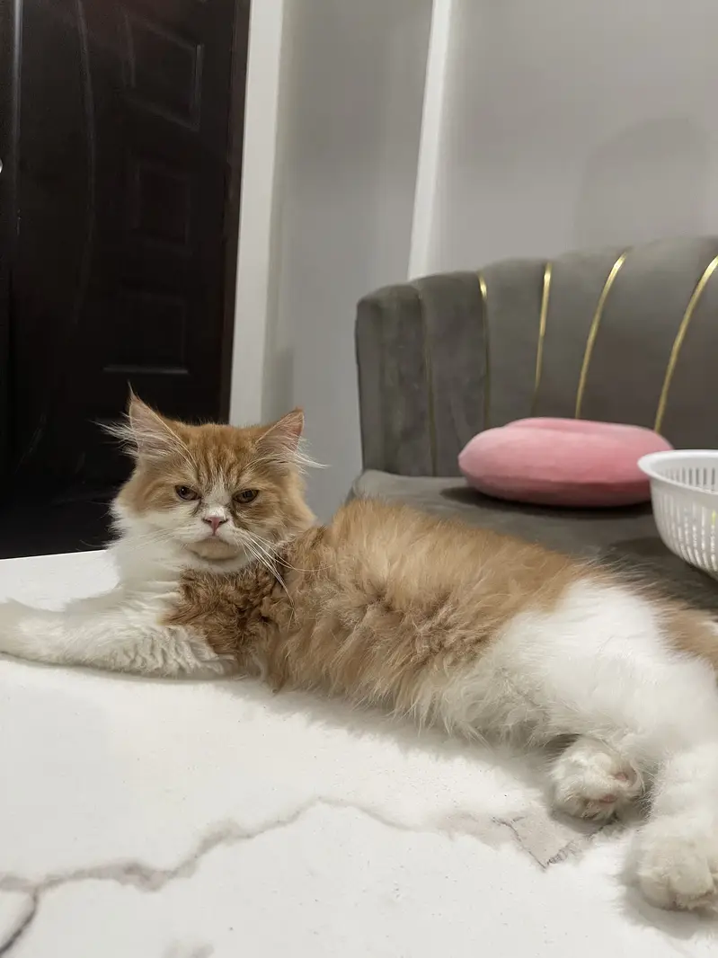 Vaccinated Persian Kitten for Sale - With Full Accessories — photo 2