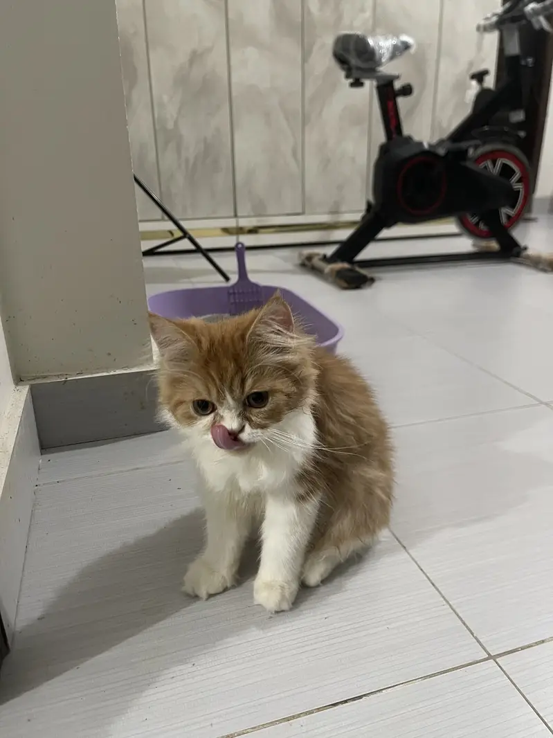 Vaccinated Persian Kitten for Sale - With Full Accessories — photo 4