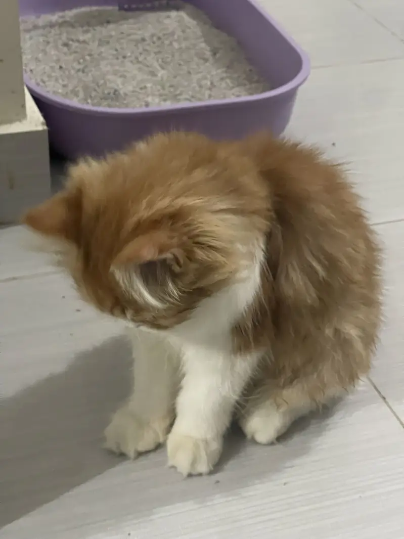 Vaccinated Persian Kitten for Sale - With Full Accessories — photo 5