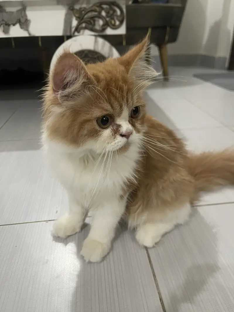Vaccinated Persian Kitten for Sale - With Full Accessories — photo 7