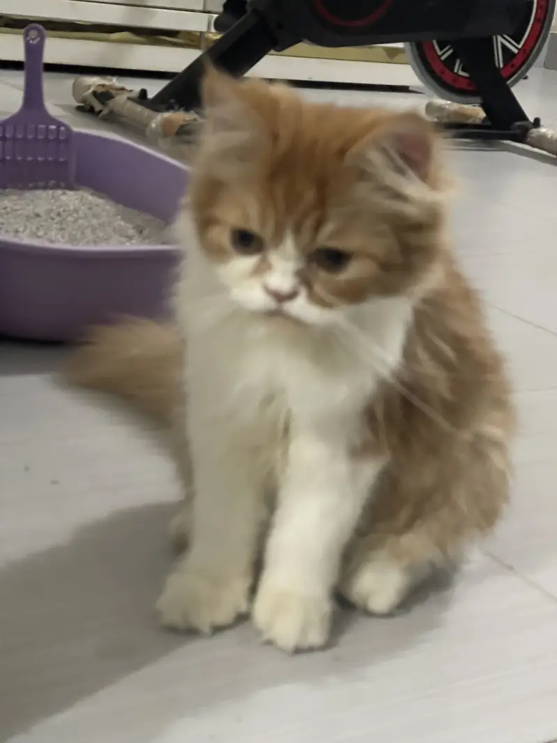 Vaccinated Persian Kitten for Sale - With Full Accessories — photo 8