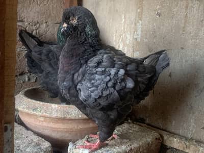 Modena Female