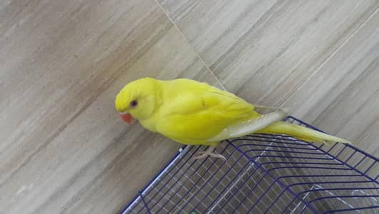 [Raw, Ringneck, Sun Conure &  Cinnamon Conure)
