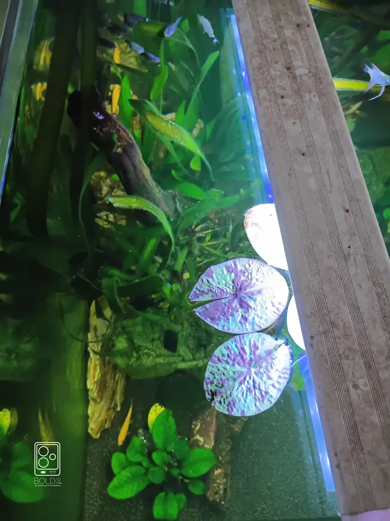 2 x 2 x 2 cube aquarium with polish cabinet — photo 2