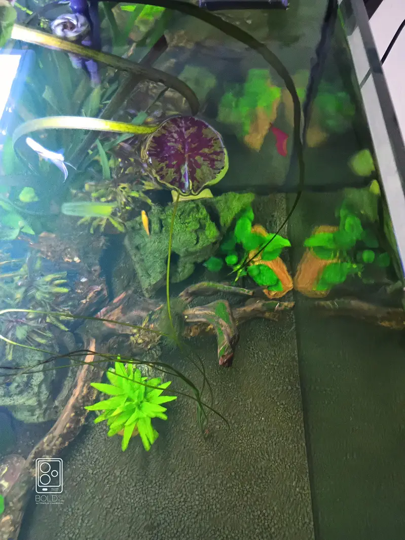 2 x 2 x 2 cube aquarium with polish cabinet — photo 3