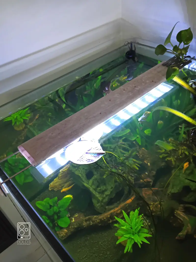 2 x 2 x 2 cube aquarium with polish cabinet — photo 4