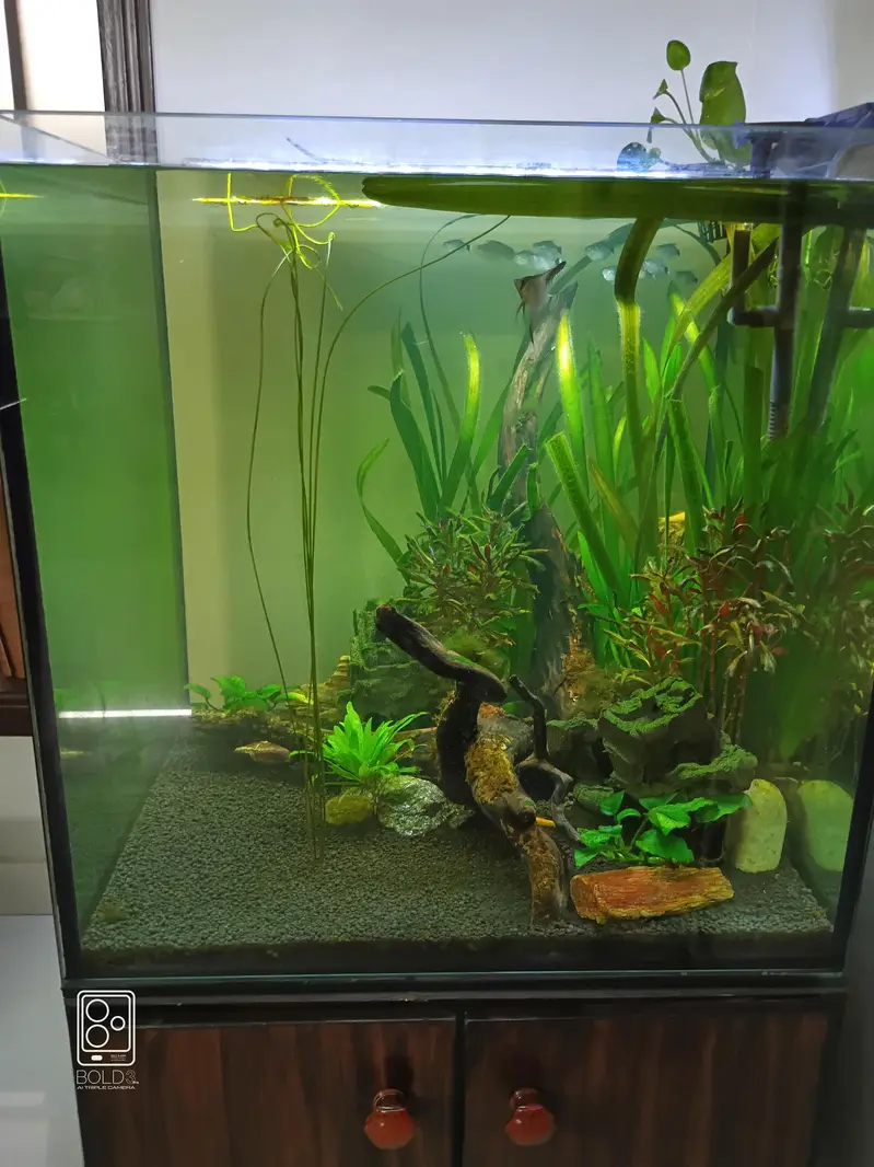 2 x 2 x 2 cube aquarium with polish cabinet — photo 7