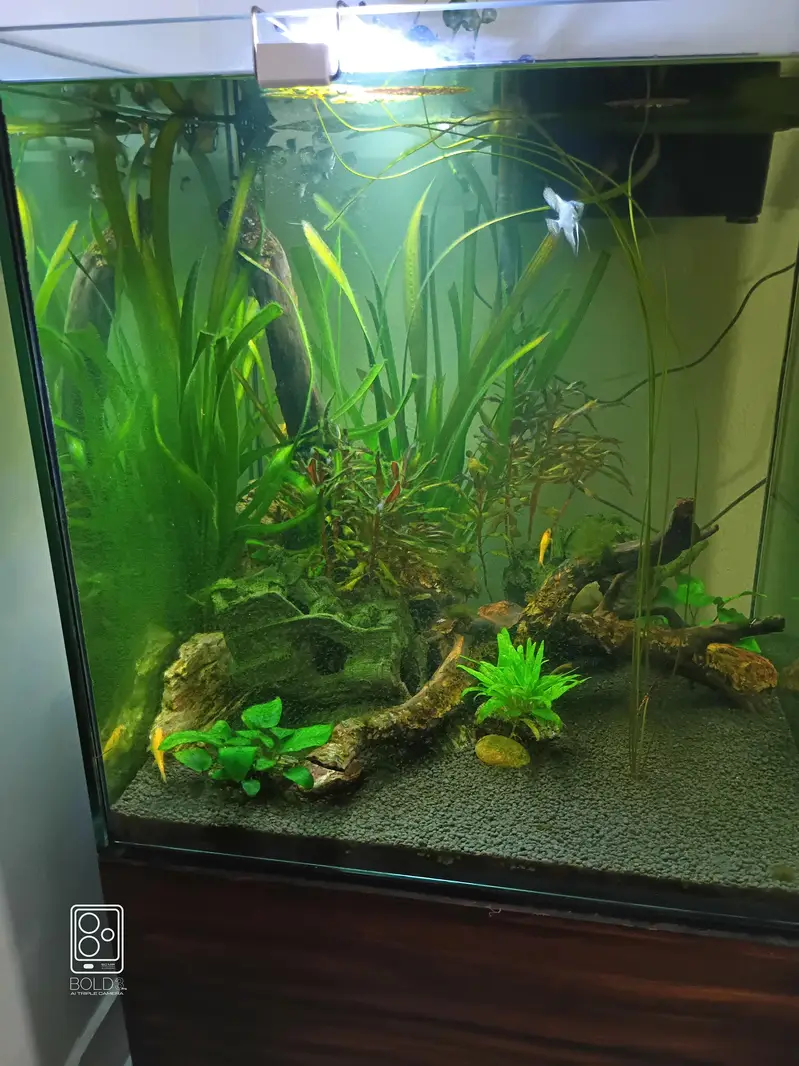 2 x 2 x 2 cube aquarium with polish cabinet — photo 8