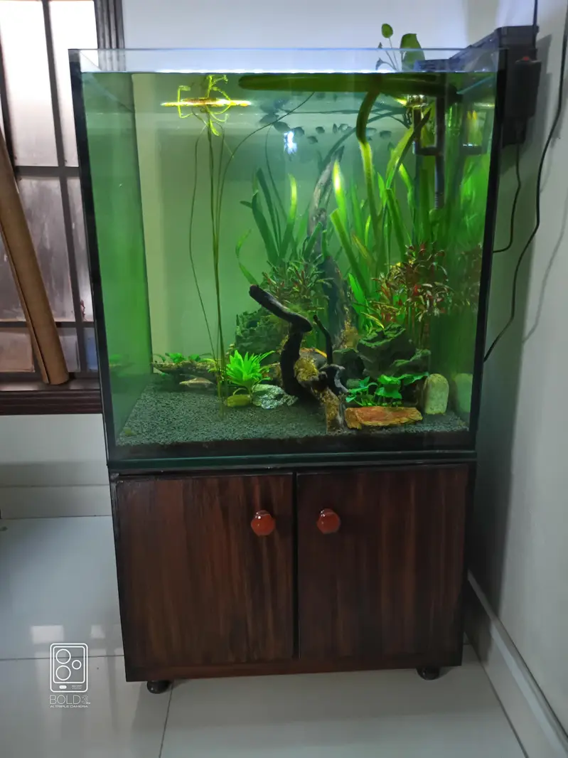 2 x 2 x 2 cube aquarium with polish cabinet — photo 9