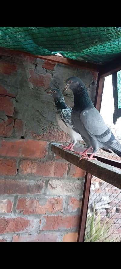 breedar Birds