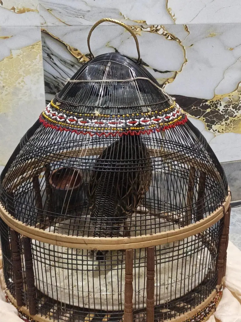 kala Patha for sale — photo 5