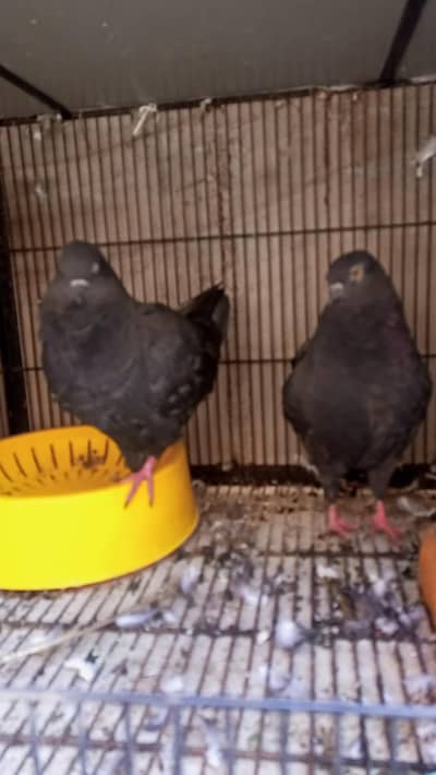 Modena Black Chicks pair