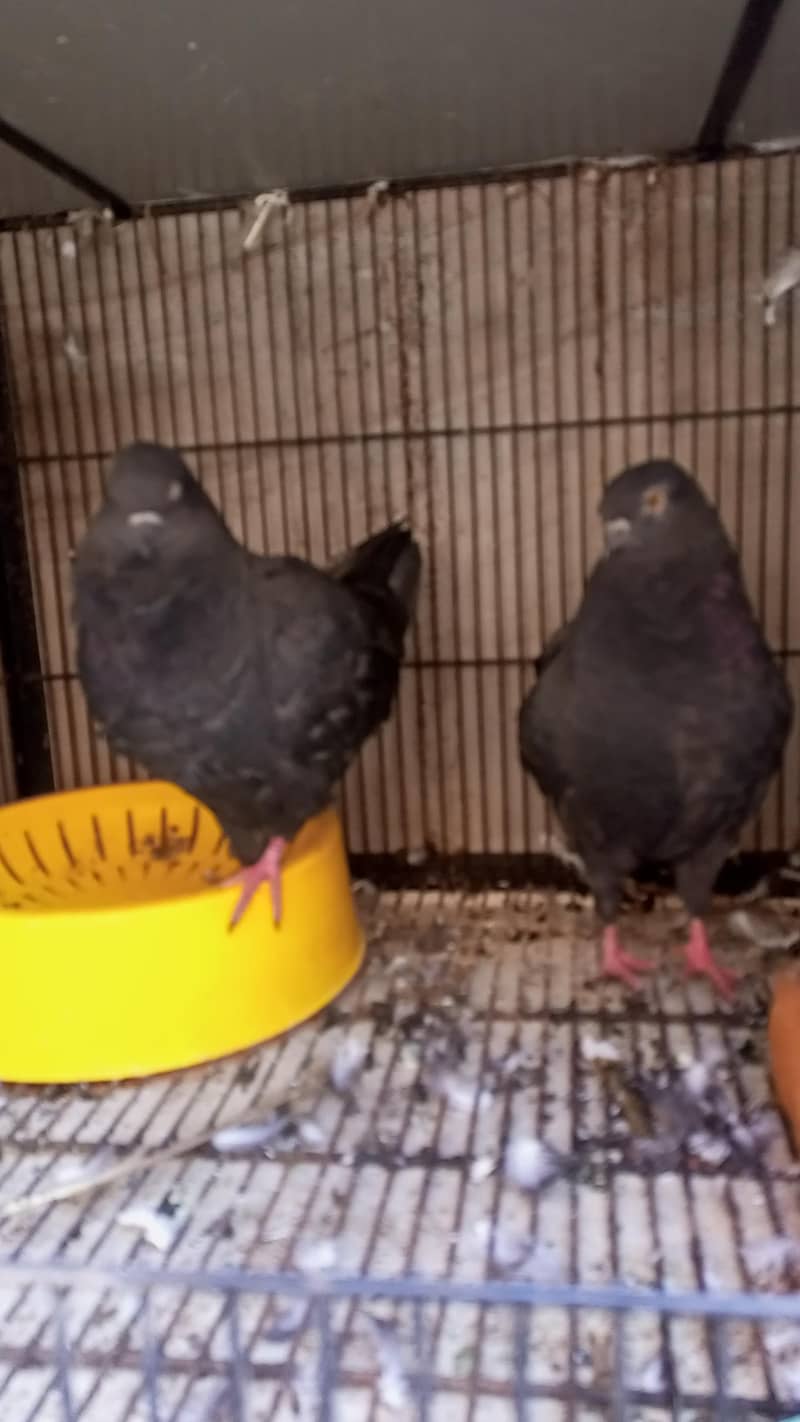 Modena Black Chicks pair 0
