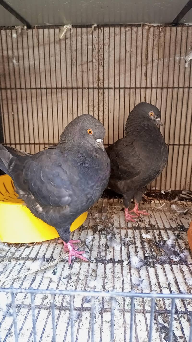 Modena Black Chicks pair 1