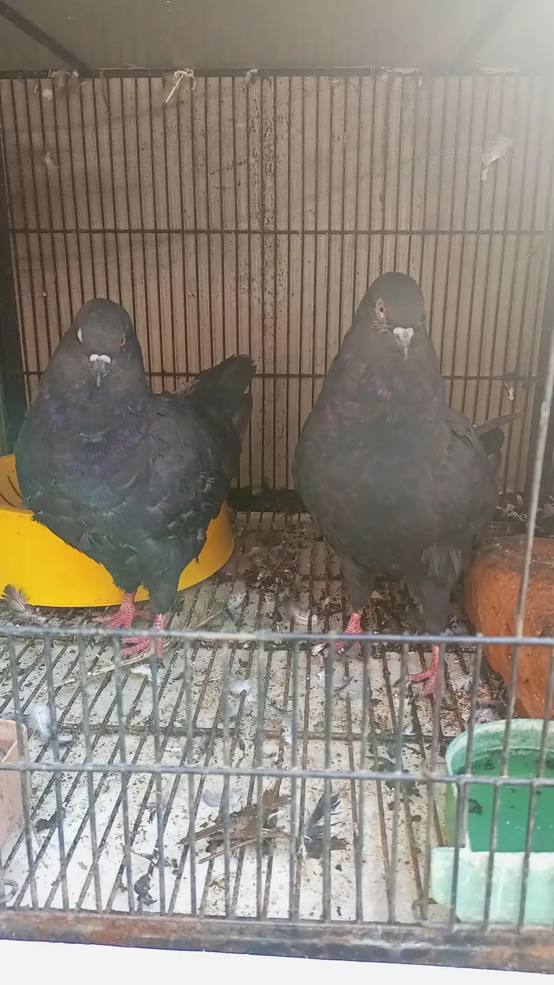 Modena Black Chicks pair — photo 3