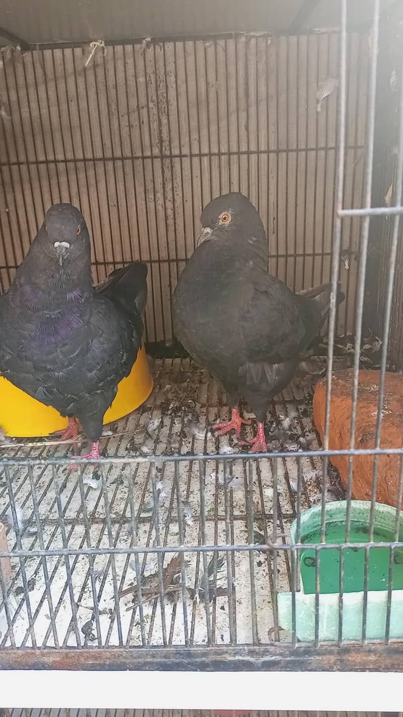 Modena Black Chicks pair 3