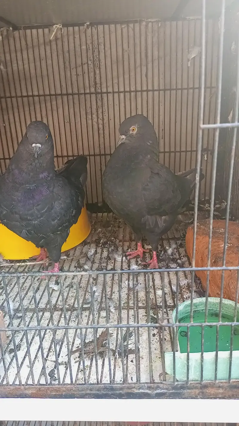 Modena Black Chicks pair — photo 4