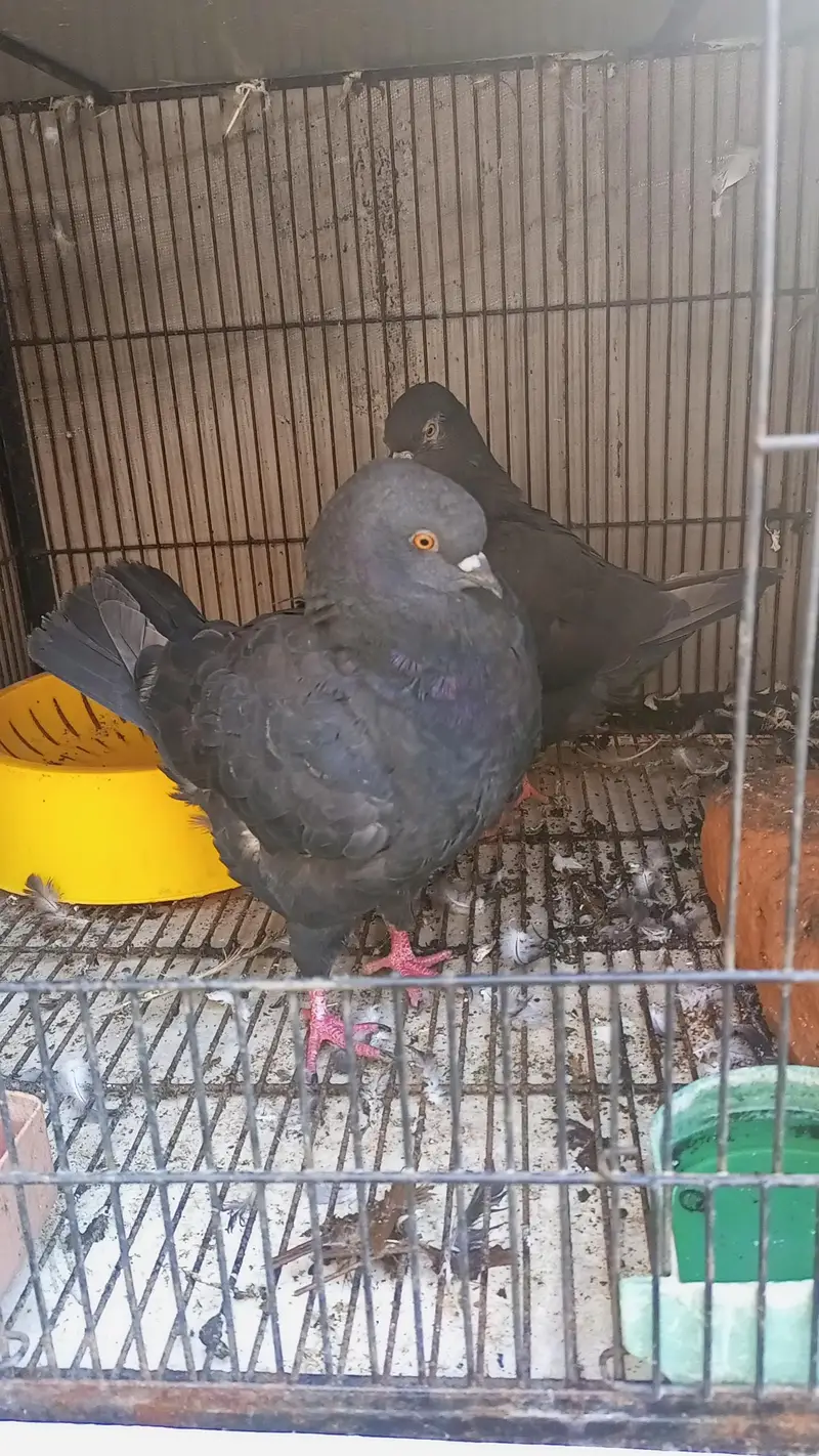Modena Black Chicks pair — photo 5