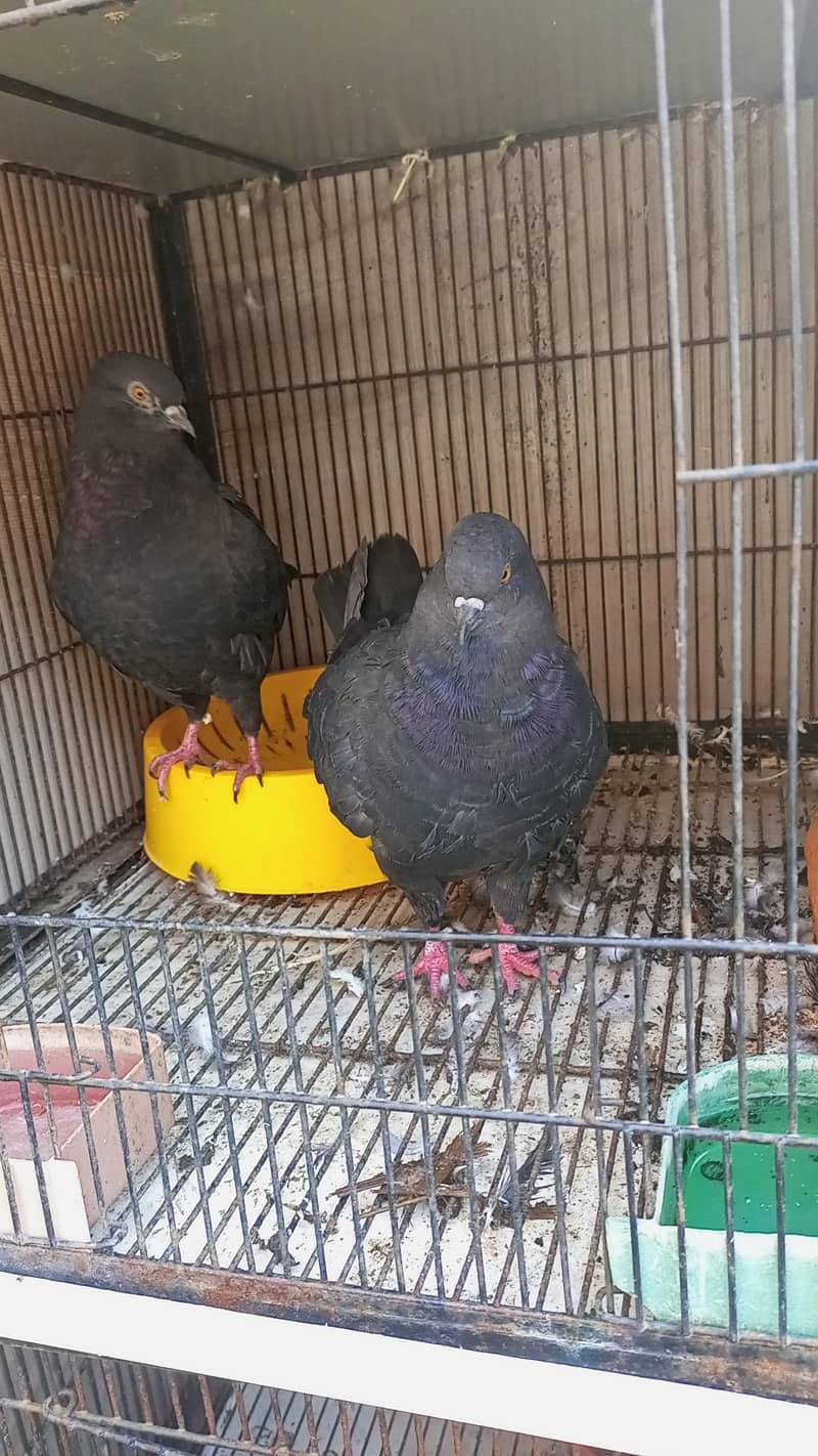 Modena Black Chicks pair 5