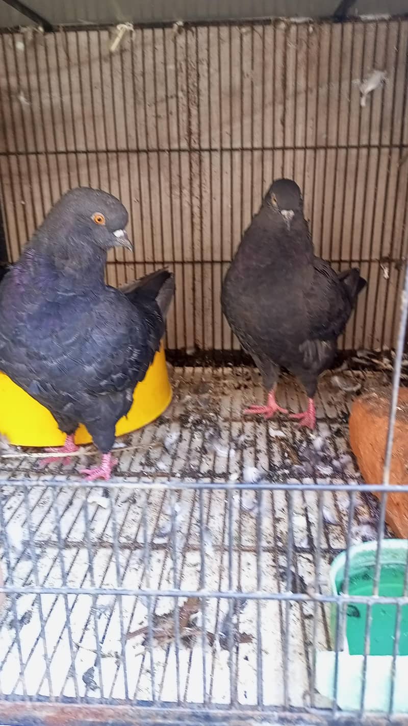 Modena Black Chicks pair 6