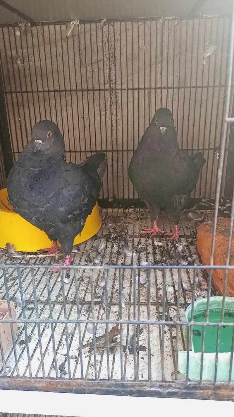 Modena Black Chicks pair 7