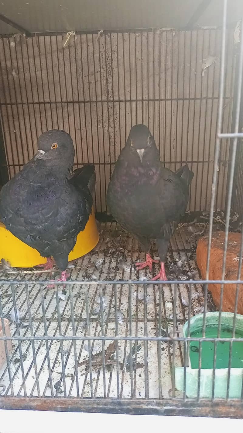 Modena Black Chicks pair 8
