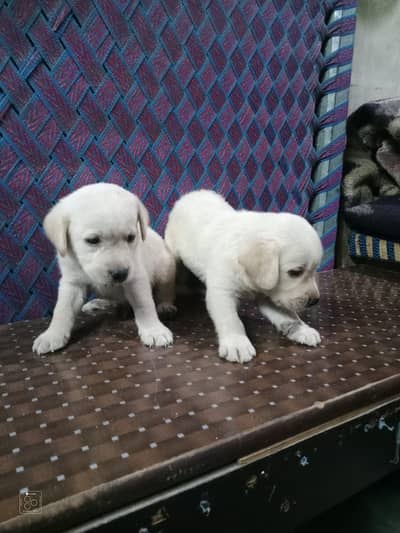 Golden retriver puppy for sall 20days wtsp# 03224589686