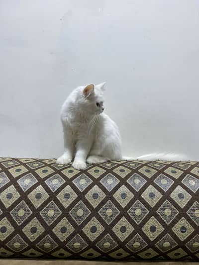 Male kittens age 3.5 months