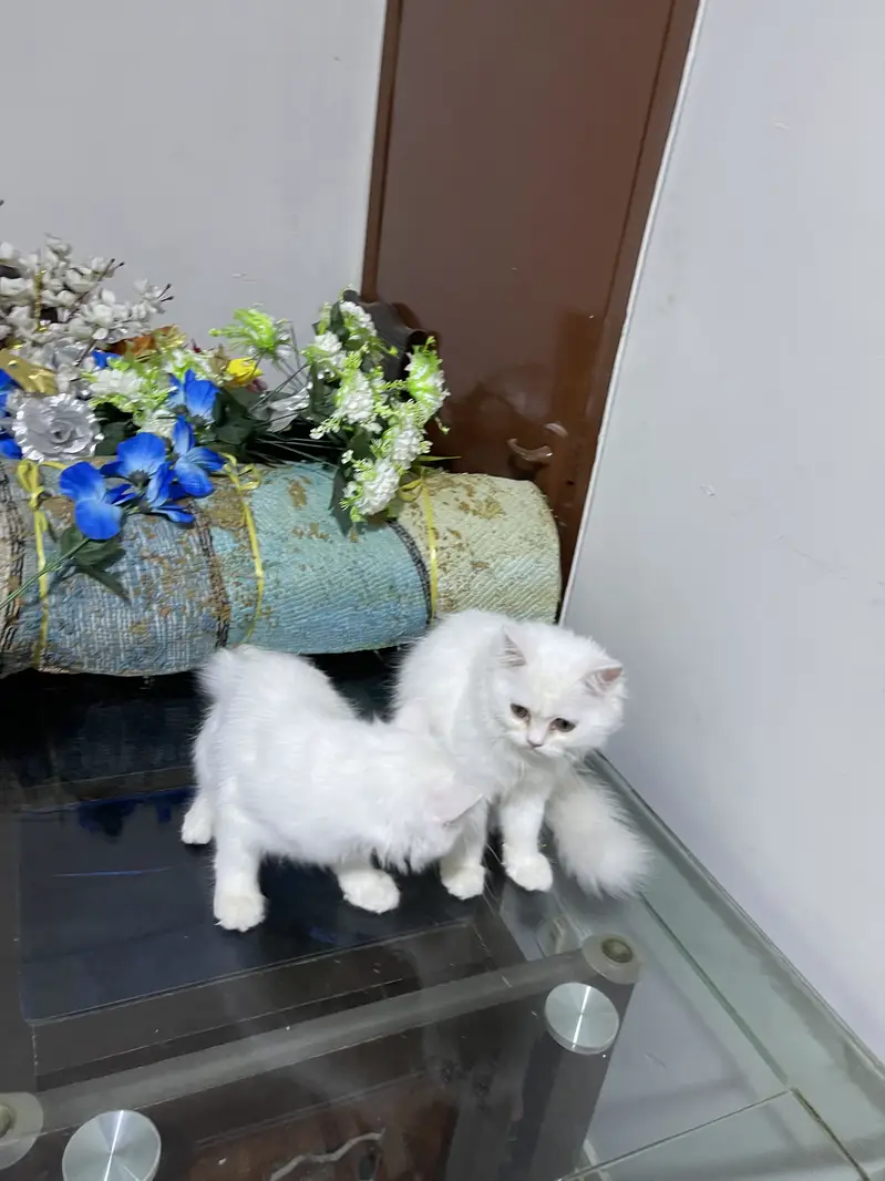 Male kittens age 3.5 months — photo 2