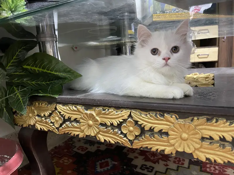Male kittens age 3.5 months — photo 3