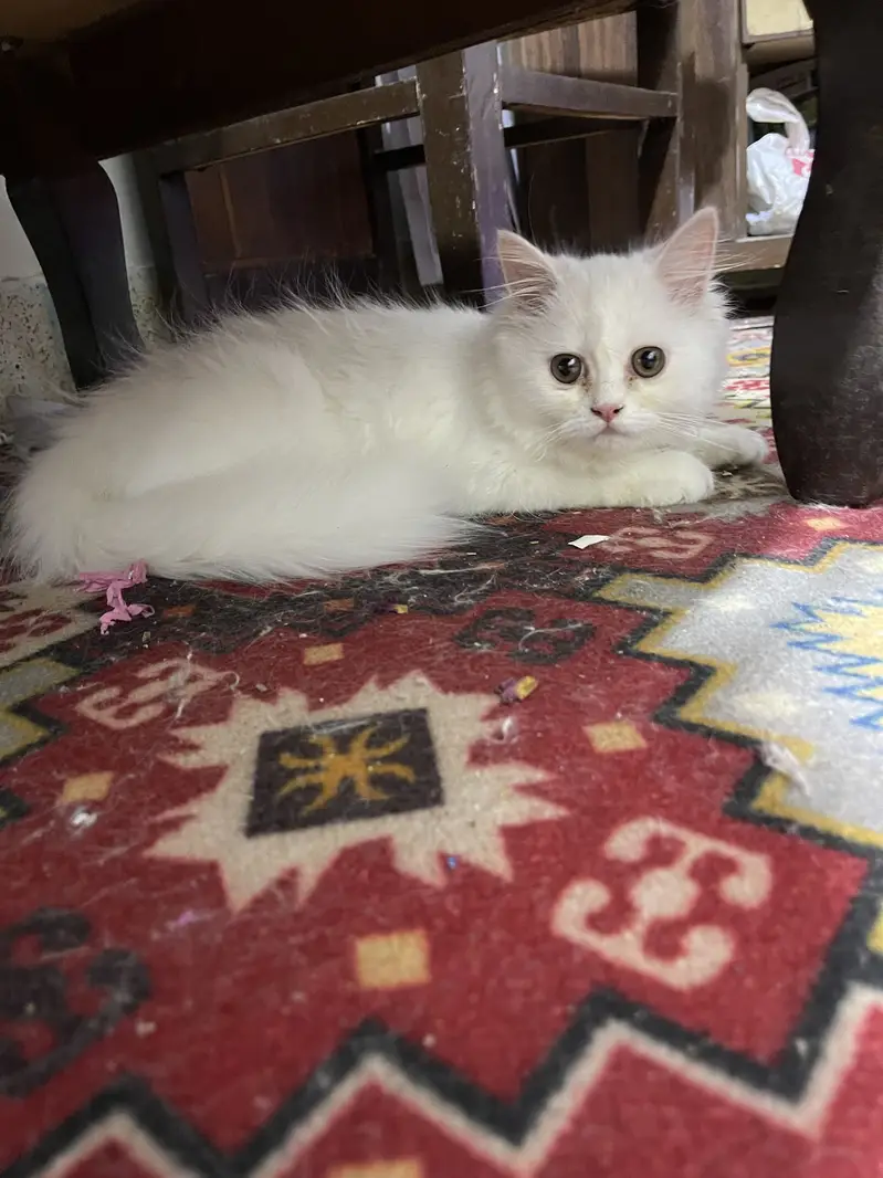 Male kittens age 3.5 months — photo 4