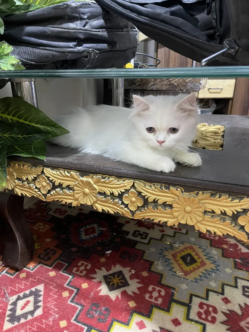 Male kittens age 3.5 months — photo 5