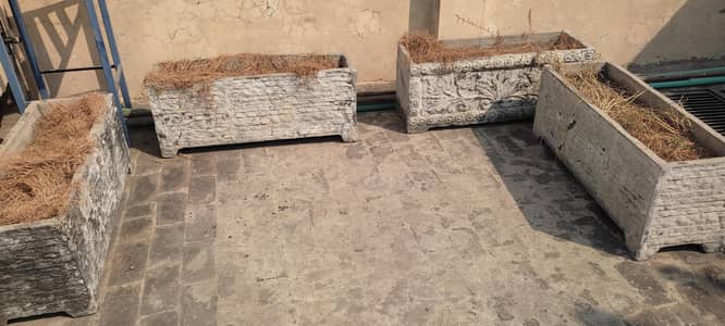 Used Plant Kiyarian for Sale – Good Condition