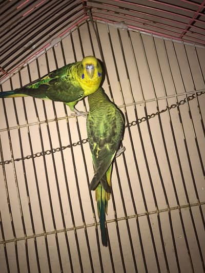 Black wing budgies