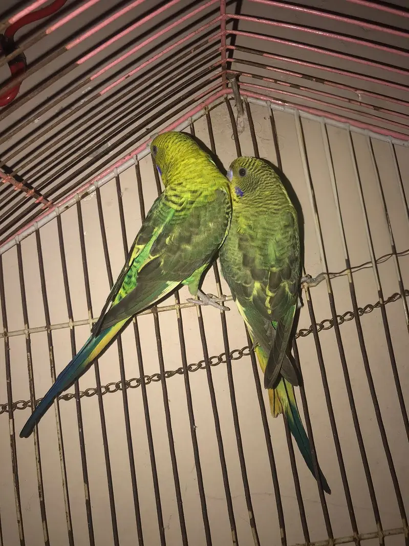 Black wing budgies — photo 2