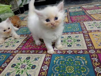 Beautiful Persian kittens