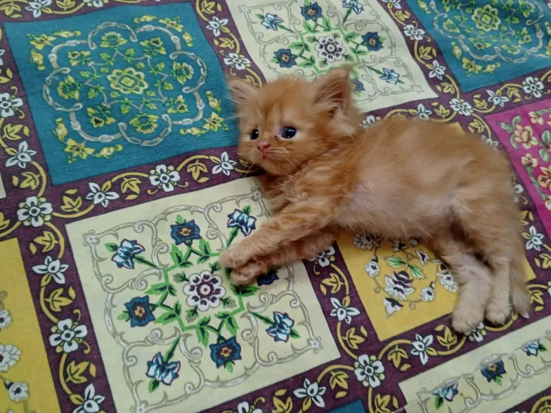 Beautiful Persian kittens — photo 2