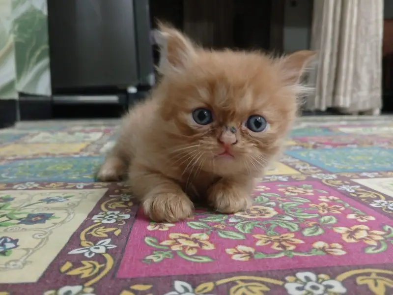 Beautiful Persian kittens — photo 3