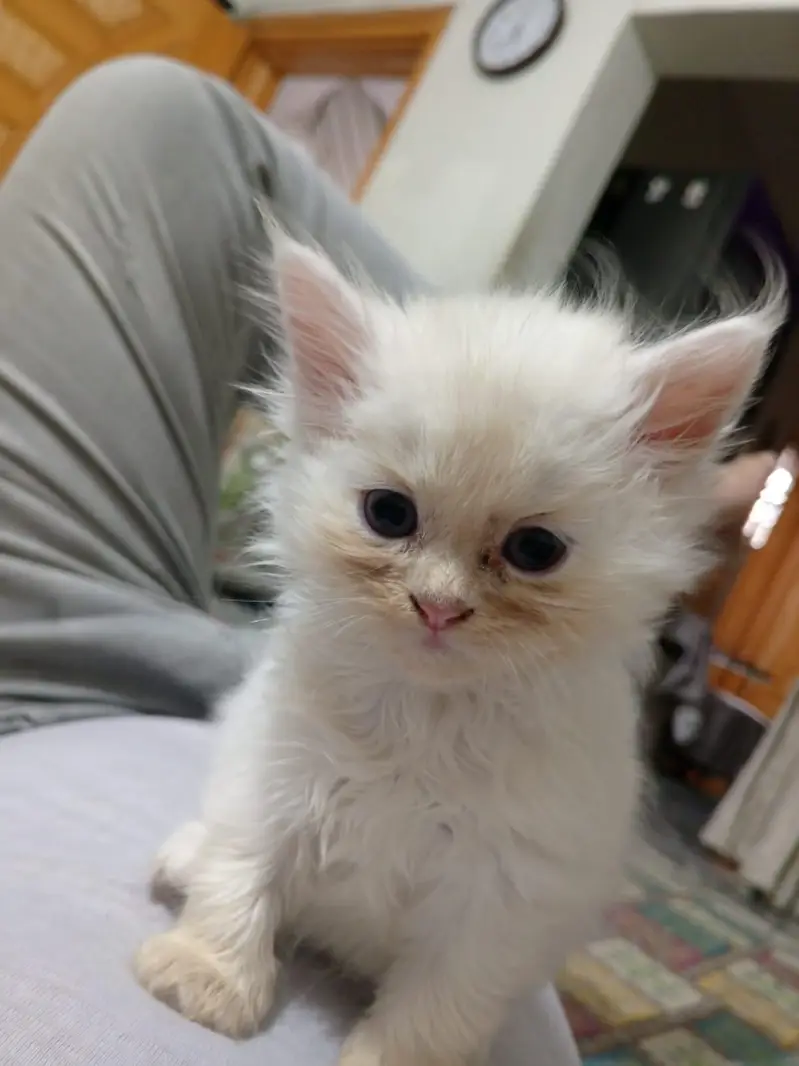 Beautiful Persian kittens — photo 4
